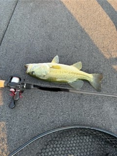 Fishing in Alba, Texas