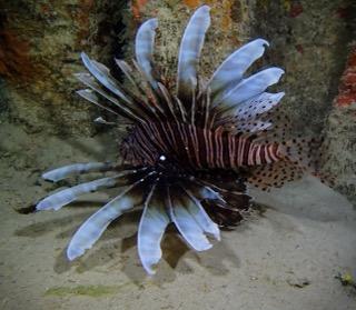 Fishing in Miami, Florida