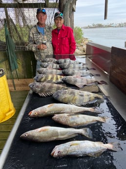 Black Drum, Sheepshead, Speckled Trout, Weakfish Fishing in Surfside Beach, Texas
