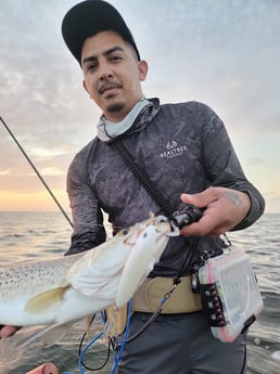 Speckled Trout / Spotted Seatrout Fishing in Rio Hondo, Texas