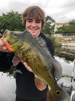 Peacock Bass Fishing in Delray Beach, Florida