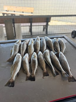 Speckled Trout Fishing in