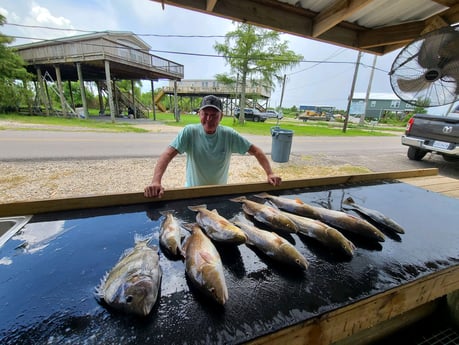 Redfish, Sheepshead, Speckled Trout / Spotted Seatrout fishing in Yscloskey, Louisiana
