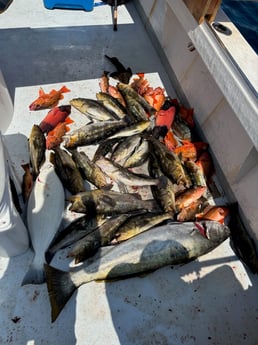 Fishing in Marina del Rey, California