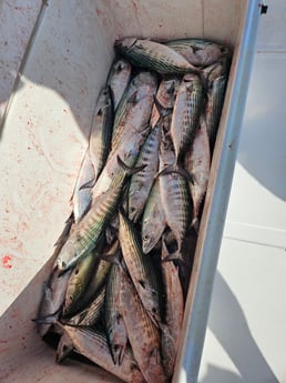 Fishing in Wrightsville Beach, North Carolina