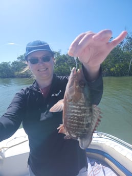 Mangrove Snapper Fishing in