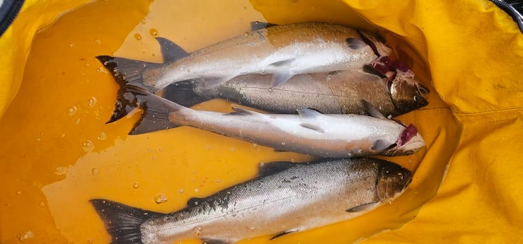 Fishing in Montesano, Washington