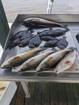 Flounder, Redfish Fishing in Sulphur, Louisiana