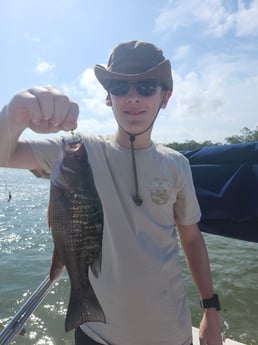 Mangrove Snapper Fishing in