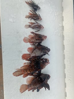 Fishing in Key West, Florida