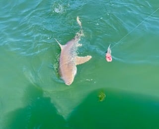 Bull Shark Fishing in
