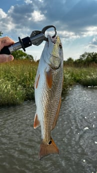 Redfish Fishing in Santa Rosa Beach, Florida