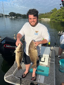 Gag Grouper Fishing in Holmes Beach, Florida