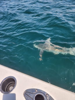 Fishing in Port Jefferson, New York