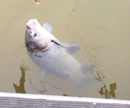 Carp fishing in Coldspring, Texas