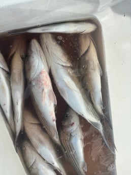 Hybrid Striped Bass Fishing in