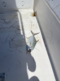 Florida Pompano fishing in Destin, Florida