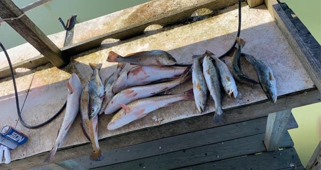 Redfish, Speckled Trout / Spotted Seatrout fishing in Ingleside, Texas
