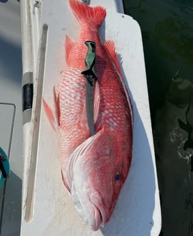 Red Snapper Fishing in Clearwater, Florida