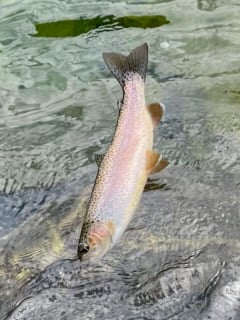 Fishing in Hume, California