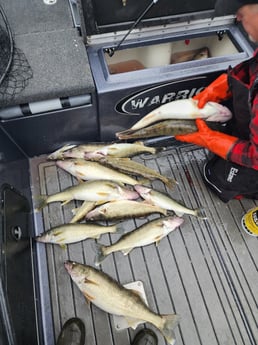 Walleye Fishing in Sheffield Lake, Ohio