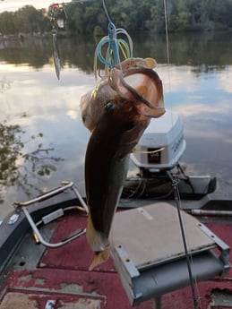 Largemouth Bass Fishing in Holmes Beach, Florida