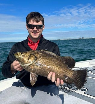 Tripletail Fishing in St. Petersburg, Florida