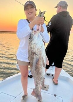 Black Drum Fishing in Galveston, Texas