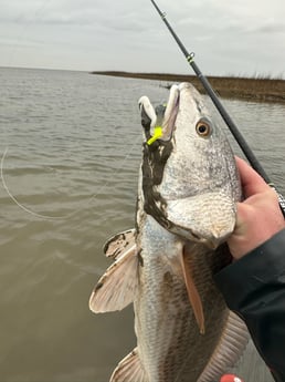Redfish Fishing in Matagorda, Texas