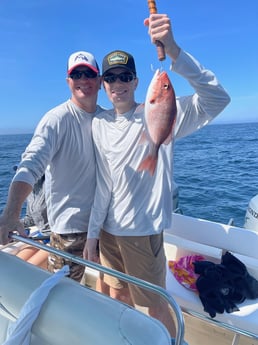 Mangrove Snapper fishing in Destin, Florida