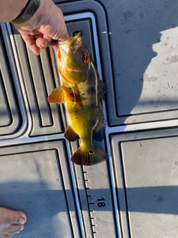 Fishing in Pembroke Pines, Florida