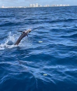 Sailfish Fishing in West Palm Beach, Florida