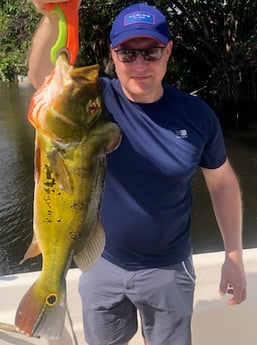 Peacock Bass Fishing in