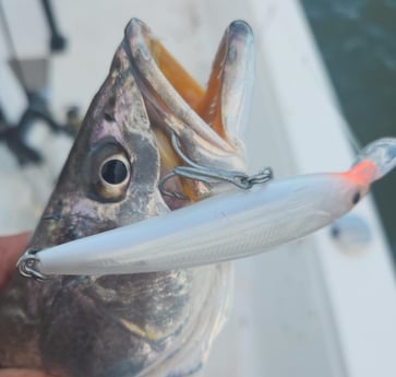 Speckled Trout / Spotted Seatrout Fishing in Trails End Road, Wilmington, N, North Carolina