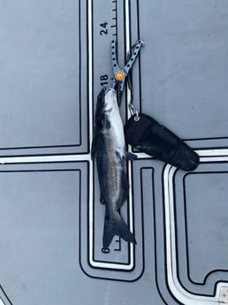 Fishing in Pembroke Pines, Florida