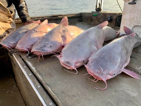 Blue Catfish Fishing in Dallas, Texas