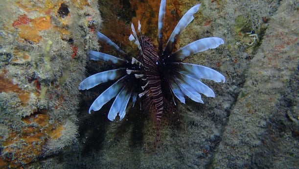 Lionfish Fishing in Miami, Florida