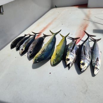 Fishing in Pompano Beach, Florida