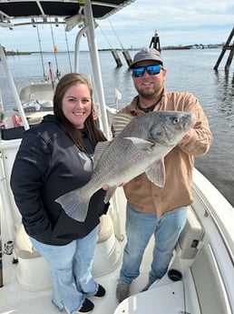 Black Drum Fishing in Biloxi, Mississippi