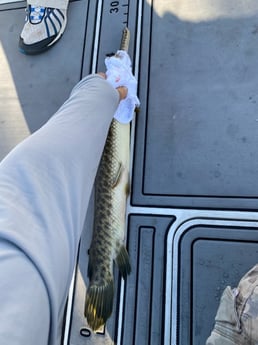 Fishing in Pembroke Pines, Florida