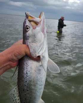 Speckled Trout / Spotted Seatrout fishing in Port O'Connor, Texas