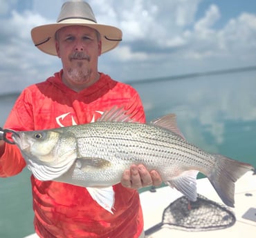 Hybrid Striped Bass Fishing in Runaway Bay, Texas
