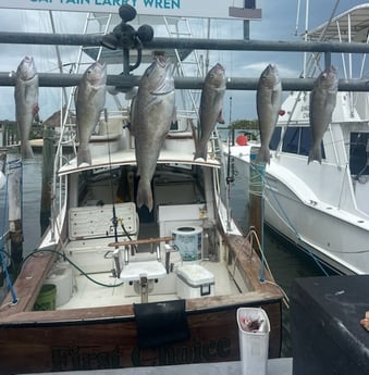 Bluefish Fishing in Islamorada, Florida