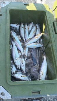 Fishing in Mandeville, Louisiana