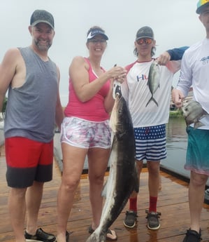 Cobia, Spadefish fishing in Pensacola, Florida