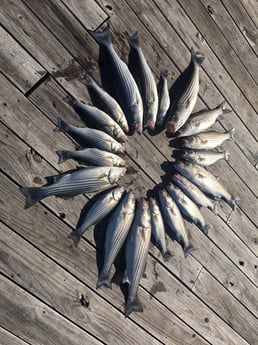 Striped Bass fishing in Pottsboro, Texas