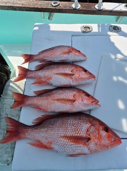 Fishing in Destin, Florida