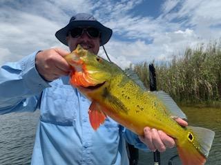 Peacock Bass Fishing in Palmetto Bay, Florida