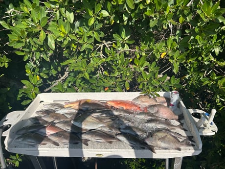 Fishing in St. Petersburg, Florida