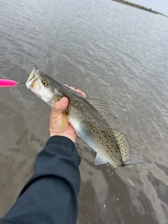 Speckled Trout Fishing in Galveston, Texas